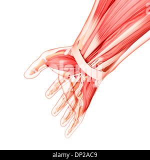 Human Anatomy, artwork Banque D'Images