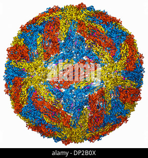 La capside du virus de la dengue, le modèle moléculaire Banque D'Images