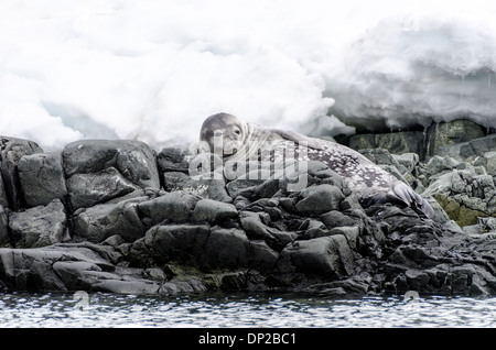 Portrait de phoque de Weddell Hydrurga Rocks Péninsule Antarctique | HYDRURGA ROCKS, Antarctique — Un phoque de Weddell (Leptonychotes weddellii) repose sur des rochers de granit à Hydrurga Rocks, au large de l'île Two Hummock dans l'archipel Palmer. Son pelage tacheté et rayé le marque comme un animal mature ; les phoques de Weddell grattent des trous de respiration dans la banquise avec leurs dents, ce qui raccourcit leur durée de vie active dans la nature. Banque D'Images