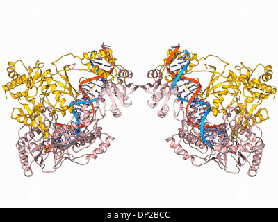 L'enzyme de la transcription inverse du VIH Banque D'Images