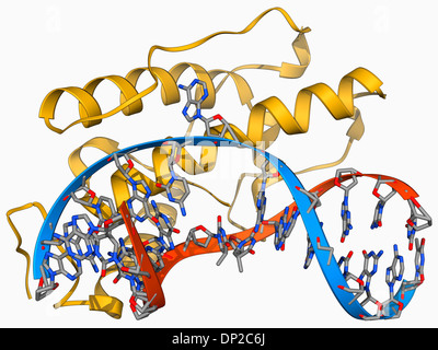 L'enzyme de restriction du bactériophage Banque D'Images