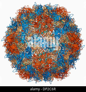 Le poliovirus de type 3, le modèle moléculaire de la capside Banque D'Images