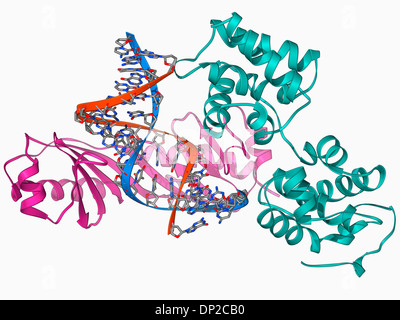 TATA box-binding protein complex Banque D'Images