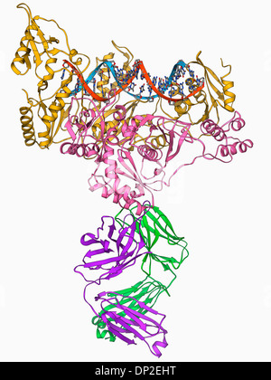 L'enzyme de la transcription inverse du VIH Banque D'Images