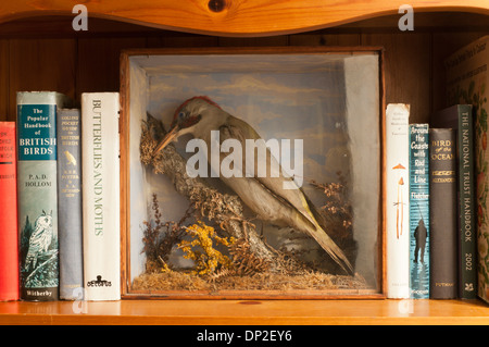 Un pic vert en peluche (Picus viridis) dans une vitrine sur une étagère de livres d'histoire naturelle. Banque D'Images