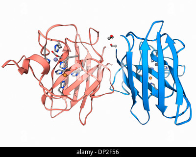 Le cuivre, le zinc de l'enzyme superoxyde dismutase Banque D'Images