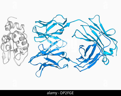 Anticorps immunoglobuline G et le blanc d'oeuf Banque D'Images