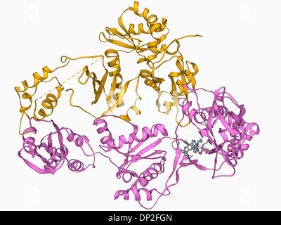 L'enzyme de la transcription inverse du VIH Banque D'Images