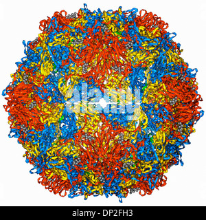 Le poliovirus de type 3, le modèle moléculaire de la capside Banque D'Images