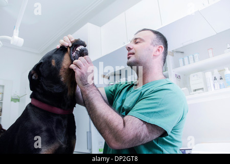 L'examen vétérinaire un chien Banque D'Images