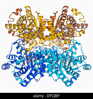 Le xylose isomérase complex Banque D'Images