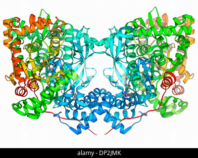 Molécule de glycogène phosphorylase Banque D'Images