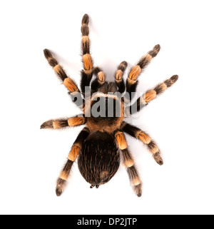 Redknee Mexican tarantula Banque D'Images