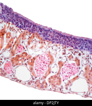 La muqueuse nasale, la lumière microphotographie Banque D'Images