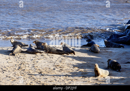 Les phoques gris se rassemblent d'alerte sur la plage de la colonie de reproduction à Horsey, Norfolk, Angleterre Banque D'Images