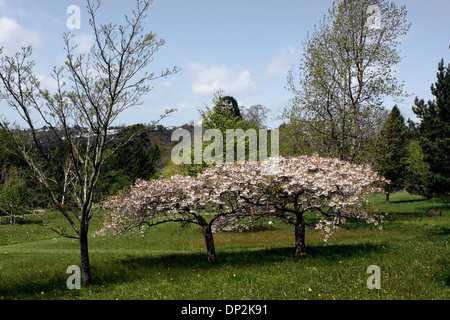 PRUNUS FLEURIRA À RHS ROSEMOOR DEVON, ROYAUME-UNI Banque D'Images