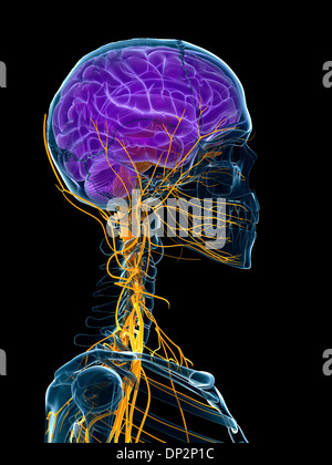 Cerveau humain et le système nerveux, artwork Banque D'Images