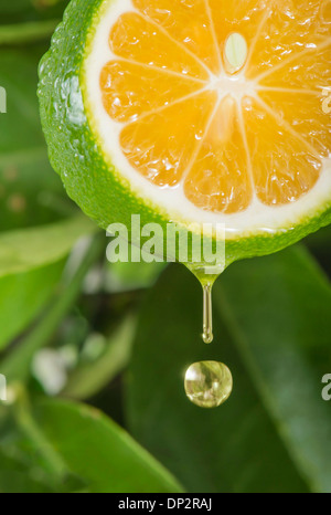 Tranche de citron, de l'image composite Banque D'Images