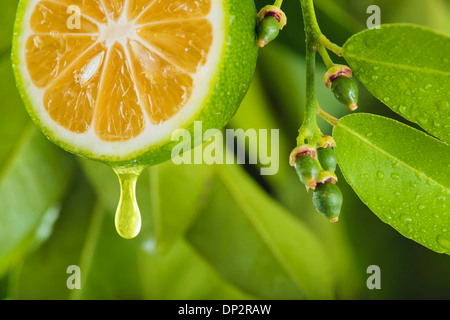 Tranche de citron, de l'image composite Banque D'Images