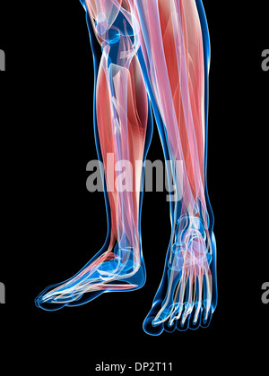 Muscles de la jambe inférieure, artwork Banque D'Images