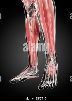 Muscles de la jambe inférieure, artwork Banque D'Images