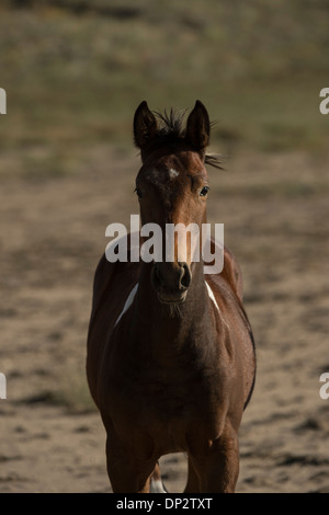 Cheval brun foncé s'exécutant dans un champ Banque D'Images