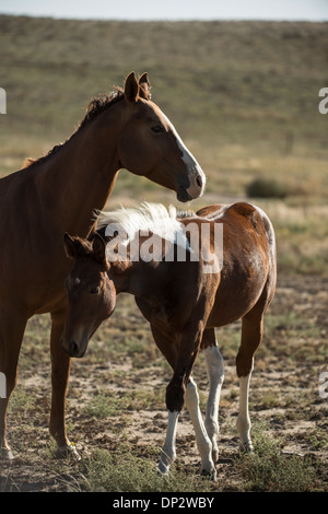 Deux chevaux jouant dans un champ Banque D'Images