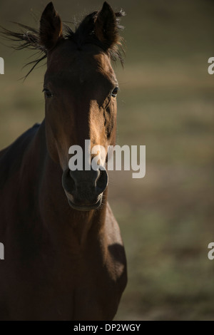 Cheval brun foncé dans un champ Banque D'Images