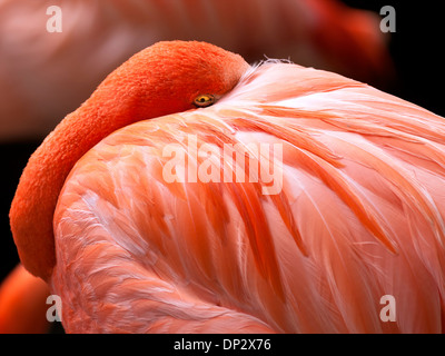 Flamant rose Banque D'Images