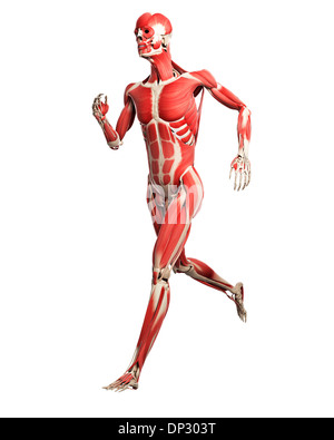 Runner muscles, artwork Banque D'Images