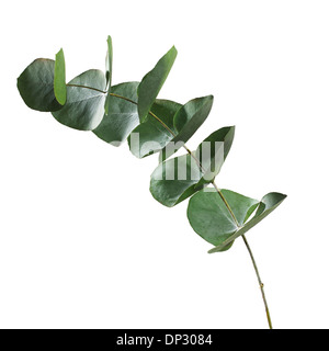 Les feuilles d'Eucalyptus sp Banque D'Images