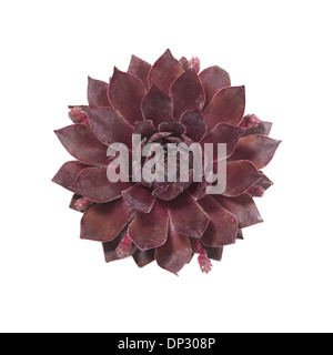 Chambre leek Sempervivum sp plant Banque D'Images