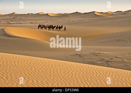 L'homme conduisant les chameaux de Bactriane à travers le désert de Gobi, Mongolie intérieure, Chine Banque D'Images