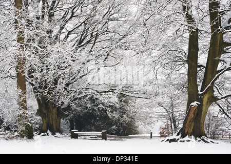 Scène d'hiver avec la neige a couvert des hêtres à Box Hill dans le Surrey Banque D'Images