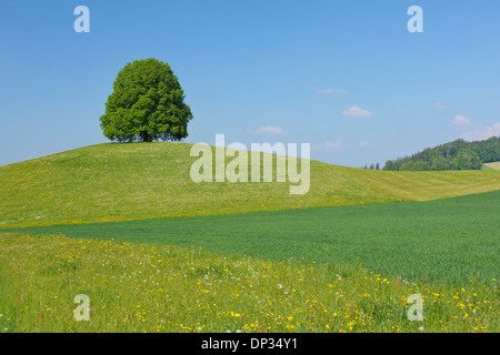 Lime Tree on hill in Meadow, Canton de Berne, Suisse Banque D'Images