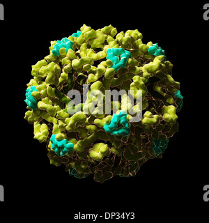 Des particules du virus du Nil occidental, artwork Banque D'Images