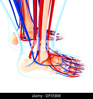 Pied système cardiovasculaire, artwork Banque D'Images