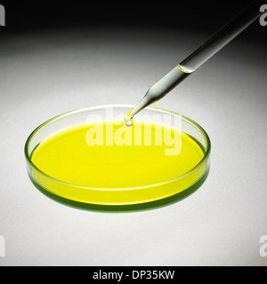 La boîte de Pétri et pipeter Banque D'Images