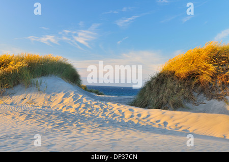 Dunes de la plage, Wharariki Beach, Golden Bay, Puponga, île du Sud, Tasman, Nouvelle-Zélande Banque D'Images