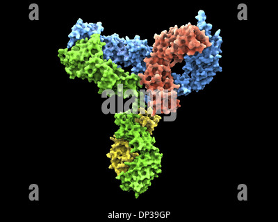 Molécule d'anticorps immunoglobuline G Banque D'Images