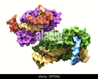 L'endonucléase volet protein Banque D'Images