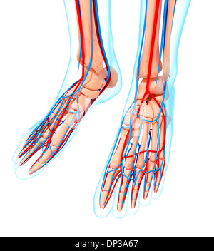 Pied humain système cardiovasculaire, artwork Banque D'Images