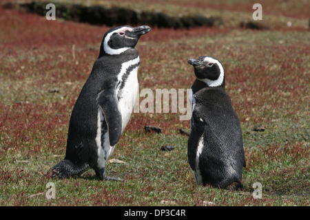 Les manchots de Magellan, Speedwell Island, Îles Malouines Banque D'Images