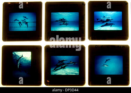 Jun 29, 2006 ; Del Mar, CA, USA ; Howard et Michele Hall photographié ces dolphin pour un futur projet. Récemment, ils ont fini de travailler sur son film IMAX intitulé DEEP SEA, qui s'ouvre au Centre des sciences de la flotte le 1er juillet. Crédit obligatoire : Photo de Don Kohlbauer/SDU-T/ZUMA Press. (©) Copyright 2006 by SDU-T Banque D'Images