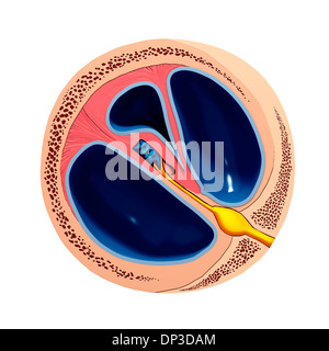 Human ear anatomy, artwork Banque D'Images