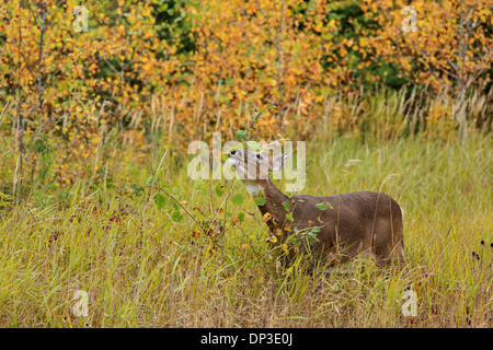 Le cerf de Virginie (Odocoileus virginianus) Banque D'Images