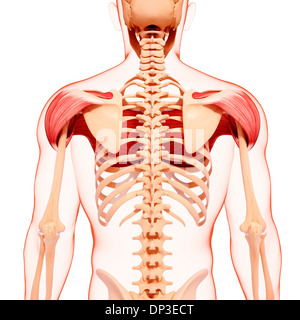 Les droits de la musculature du dos, artwork Banque D'Images