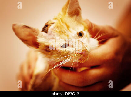 Jul 04, 2006 ; West Palm Beach, FL, USA ; Gina Zeitlin (main), un technicien vétérinaire, affiche 'Chipper,' un très malades et handicapés chaton, qu'il mange et boit avant une foule de caméras de télévision et les journalistes lundi à l'hôpital Animal Dixie du Sud dans la région de West Palm Beach. D'après Maury Swee du 10e 'Vie' sanctuaire, le chaton à peine survécu à un accident horrible Banque D'Images