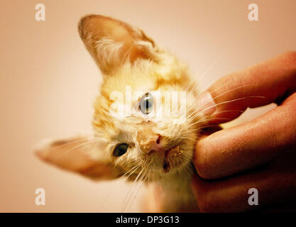 Jul 04, 2006 ; West Palm Beach, FL, USA ; Gina Zeitlin (main), un technicien vétérinaire, affiche 'Chipper,' un très malades et handicapés chaton, qu'il mange et boit avant une foule de caméras de télévision et les journalistes lundi à l'hôpital Animal Dixie du Sud dans la région de West Palm Beach. D'après Maury Swee du 10e 'Vie' sanctuaire, le chaton à peine survécu à un accident horrible Banque D'Images