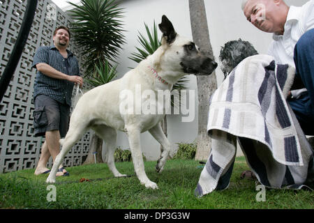 Juillet 05, 2006 ; San Diego, CA, USA ; Ocean Villa Inn à côté de Dog Beach dans Ocean Beach - fournit aux voyageurs et leurs animaux de compagnie avec une aire à chiens et dog wash. Gauche Al Villa Inn guest TOM SCARPACI de Phoenix, Arizona, introduit son chien 'Nola' pour la 'chien fraîchement lavés Gidget' appartenant à Doug McALLISTER à droite de Yuma, en Arizona. Crédit obligatoire : Photo par Scott Linnet/SDU- Banque D'Images